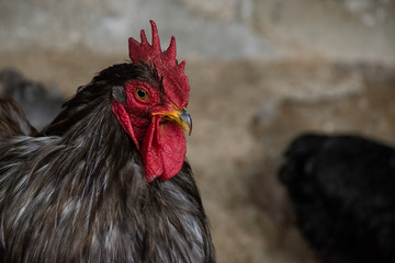 gallo 20
