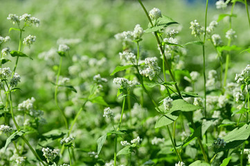 Buckwheat flower