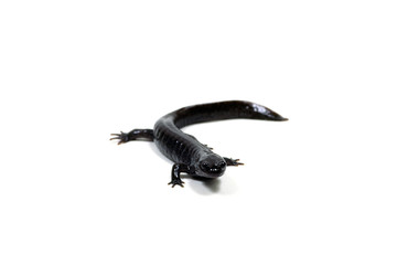 サンショウウオ