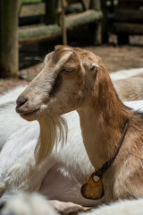 Fototapeta premium cabra 10