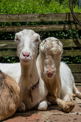 Obraz premium cabras 6