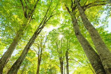 Green forest. Tree with green Leaves and sun light.