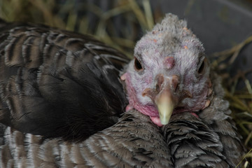 pavo 5