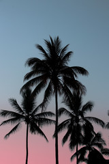 Fototapeta na wymiar Palm in the blue sky