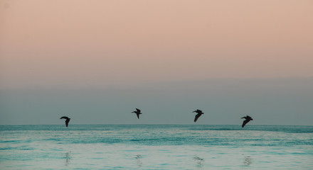 Gulls flying on the sea