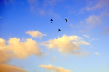 Fototapeta na wymiar Birds Flying In The Sky.