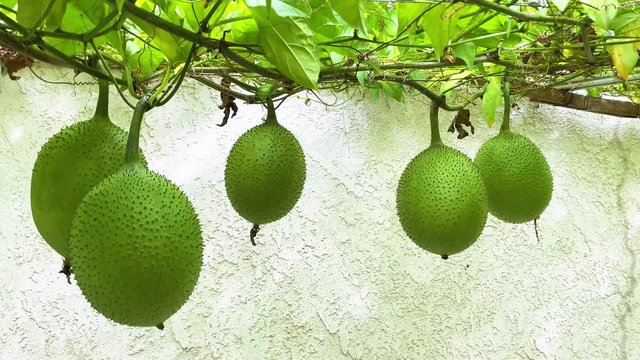 4k- Gac Fruit Vines Hanging in The Backyard_100319 _Static