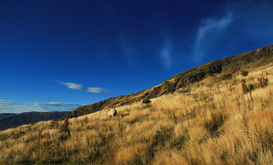 Beautiful Landscape of Roys Peak Wanaka New Zealand