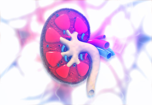 Human kidney anatomy on medical background. 3d illustration .