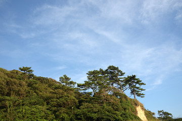 Blue Sky And Pine In Inamuragasaki Japan.
