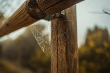 La tela de araña