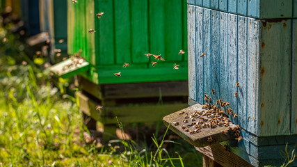 Ecological apiary in summer sunny day, Poland