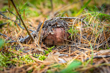 Obraz premium Bolétus edúlis