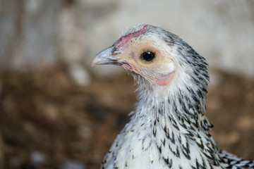 gallina 26