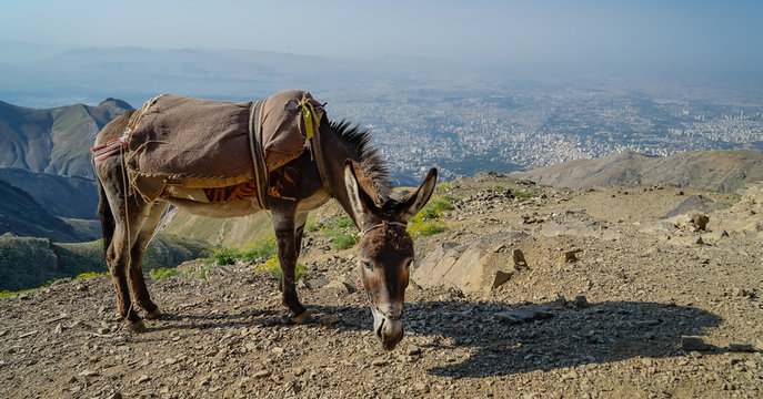 Esel &uuml;ber Teheran, Iran