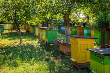 Colorful beehives in the summer garden, Europe