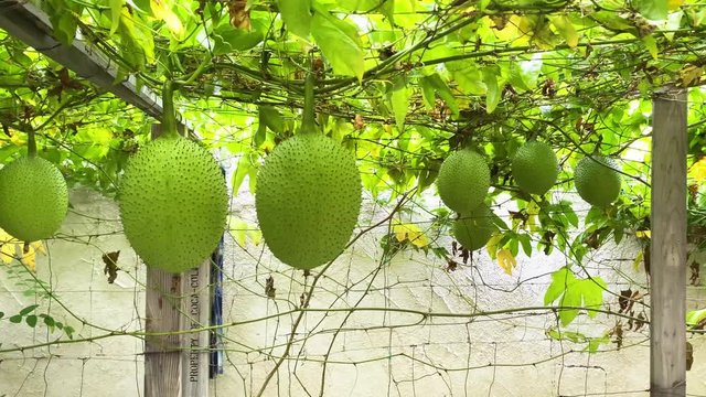 4k- Gac Fruit Vines Hanging in The Backyard_100319 _Slowly truck in