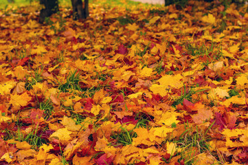 Golden autumn, many fallen yellow and red leaves.Trees in yellow and red foliage.