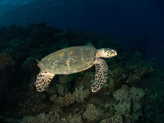 turtles in their habitat