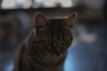 Gato 22