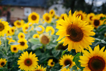 field of beautiful yellow sunflowers