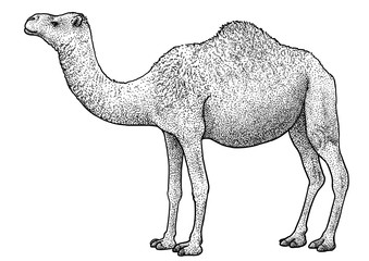 Arabian camel, dromedary illustration, drawing, engraving, ink, line art, vector