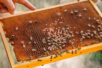 Frame full of honey with bees during harvest
