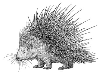 Porcupine illustration, drawing, engraving, ink, line art, vector