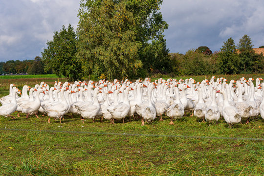 wei&szlig;e G&auml;nse auf einer G&auml;nsefarm
