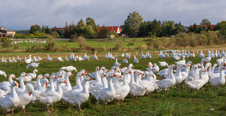 weiße Gänse auf einer Gänsefarm