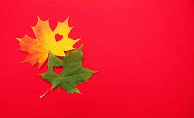 maple leaves on red background. a heart is carved in the middle of the leaf. symbol of love