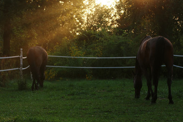 Konie o zachodzie słońca 02