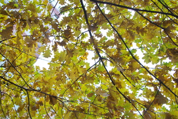 Obraz premium autumn foliage on trees on a cloudy day