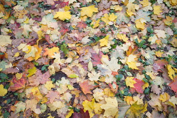 Autumn foliage underfoot on a cloudy day