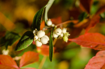 Snow berry white (Symphoricarpos albus) in the autumn forest