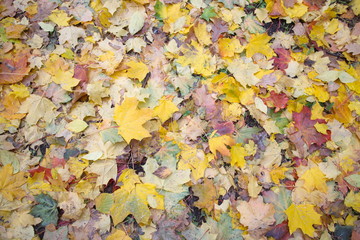Autumn foliage underfoot on a cloudy day