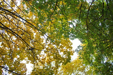 autumn foliage on trees on a cloudy day