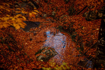 Close up image of orange autumn leaves at soft golden light.