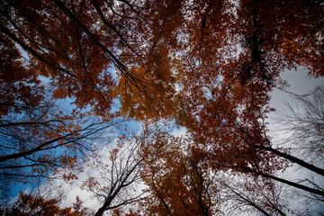 Bottom view of the tops of trees in the autumn forest.
