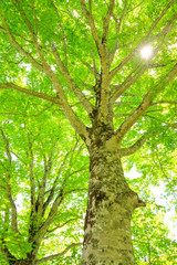 Green forest. Tree with green Leaves and sun light.