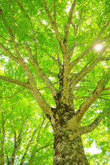 Fototapeta premium Green forest. Tree with green Leaves and sun light.