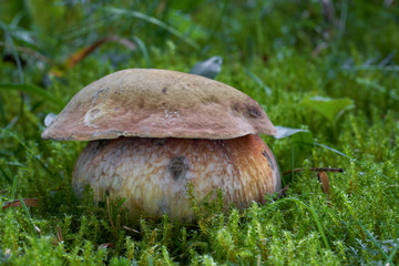 Edible mushroom Suillellus luridus formerly Boletus luridus growing in the moss on the edge of the spruce forest. Also known as the lurid bolete. Mushroom with yellow brownish cap and yellow-red stem.