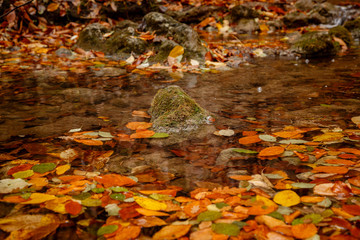 Close up image of orange autumn leaves at soft golden light.