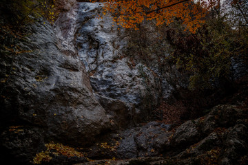 Close up image of orange autumn leaves at soft golden light.
