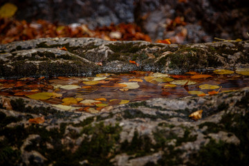 Close up image of orange autumn leaves at soft golden light.