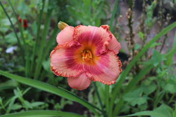 Luxury flower daylily in the garden close-up.Daylily is a flowering plant in the genus Hemerocallis.Edible flower. Daylilies are perennial plants. They only bloom for 24 hours.