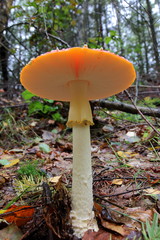 Pilz - Wald - Herbst