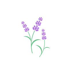 Lavender flower. Vector illustration. Violet flowers on white background