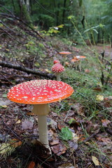 Pilz - Wald - Herbst