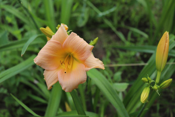 Luxury flower daylily in the garden close-up.Daylily is a flowering plant in the genus Hemerocallis.Edible flower. Daylilies are perennial plants. They only bloom for 24 hours.